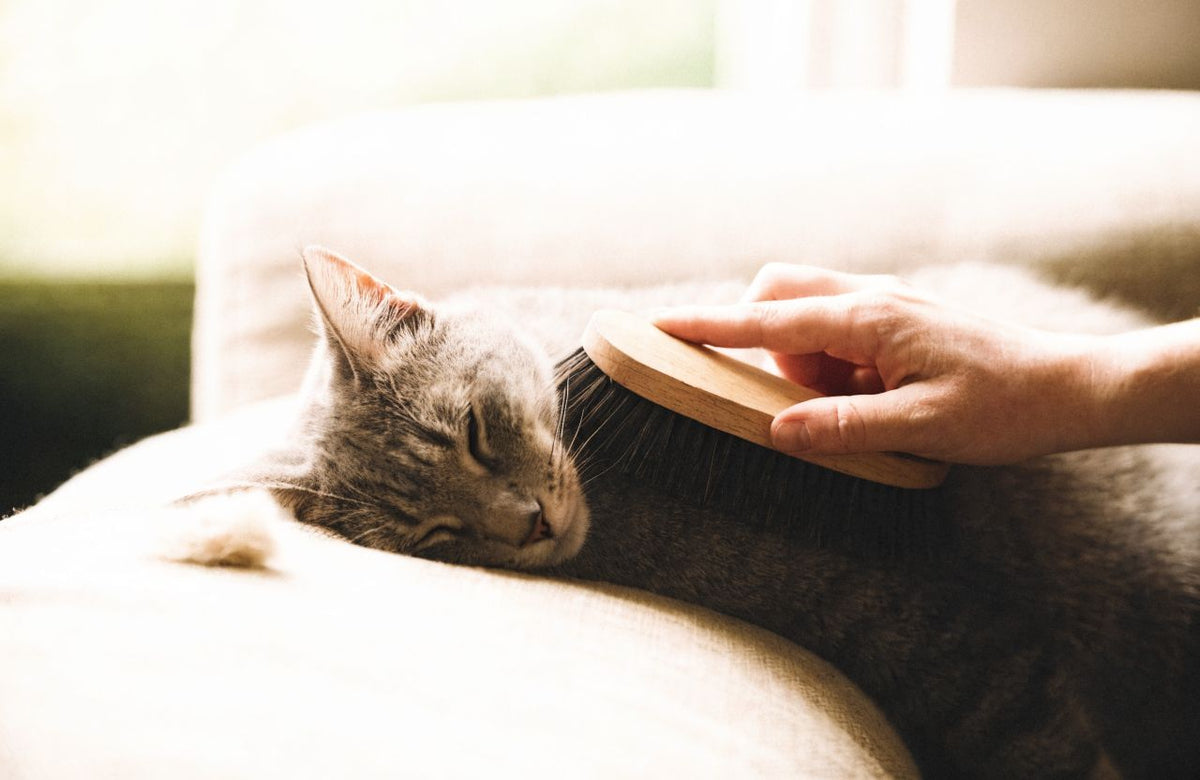 Warum deine Katze vor der Bürste flieht — und was hilft