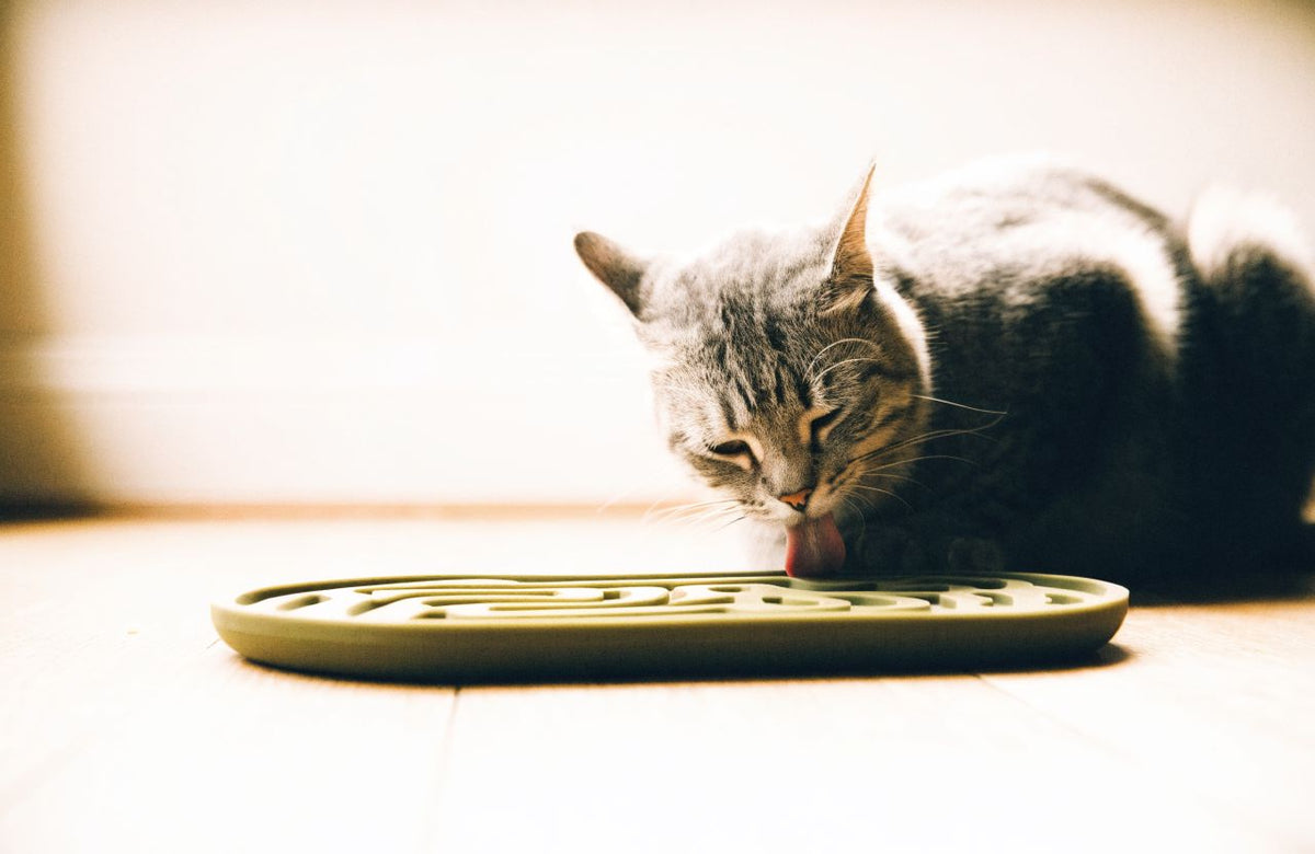 Schleckmatte: Warum langsames Fressen deine Katze entspannt
